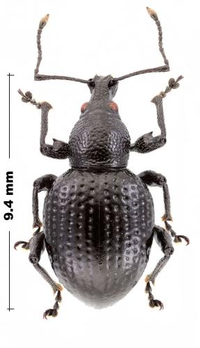 Réf. 318 274 : Otiorhynchus obsidianus